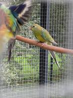 3 jonge roodruggen, Dieren en Toebehoren, Meerdere dieren, Parkiet, Geringd