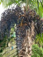 Verse Trachycarpus fortunei zaden, Ophalen of Verzenden, Gehele jaar, Zaad, Volle zon