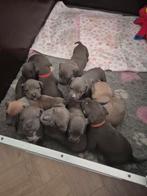 Amerikaanse Stafford x Amerikaanse Bully pups, Overige rassen, 8 tot 15 weken, Meerdere, Meerdere dieren