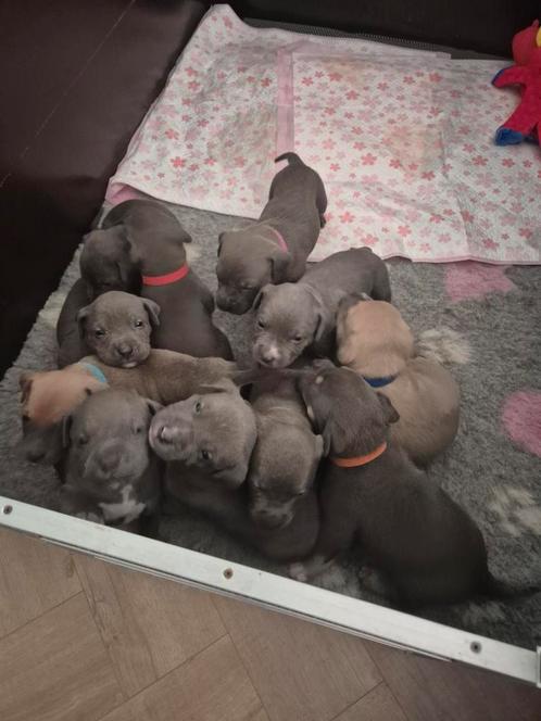 Amerikaanse Stafford x Amerikaanse Bully pups, Dieren en Toebehoren, Honden | Bulldogs, Pinschers en Molossers, Meerdere dieren