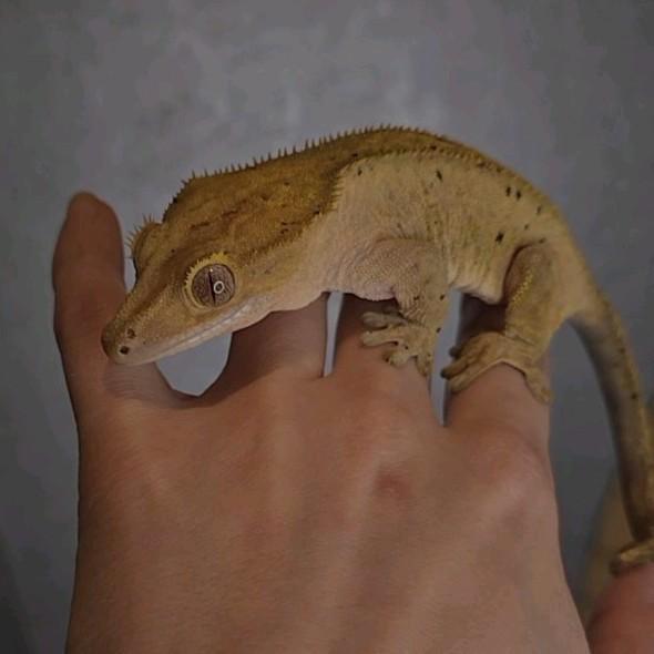 Crestedgeck, wimpergekko, Correlophus
ciliatus