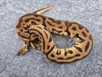 python regius bewezen kweek man pastel OD leopard spotnose, Slang, Tam, 3 tot 6 jaar