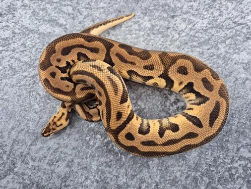 python regius bewezen kweek man pastel OD leopard spotnose, Dieren en Toebehoren, Reptielen en Amfibieën, Slang, 3 tot 6 jaar