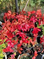 Troki, de meest rood verkleurende wilde wingerd, Ophalen, Vaste plant, Bloeit niet, Halfschaduw