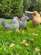 Prachtige haantjes!, Dieren en Toebehoren, Pluimvee, Mannelijk, Kip