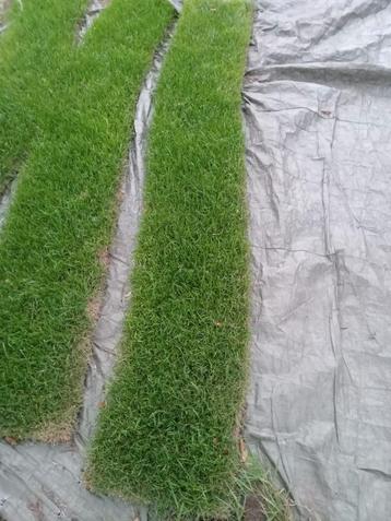 Top kwaleit graszoden  beschikbaar voor biedingen