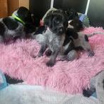 Duitse staande draadhaar/ruwhaar  puppies ‍, Duitse Staande hond, CDV (hondenziekte), 8 tot 15 weken, Meerdere