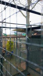 Barnard parkieten, Dieren en Toebehoren, Vogels | Parkieten en Papegaaien, Meerdere dieren, Parkiet