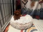 Asia, aziatisch toypoedel toy poedel. (Teefje), Dieren en Toebehoren, Honden | Chihuahua's en Gezelschapshonden, 8 tot 15 weken