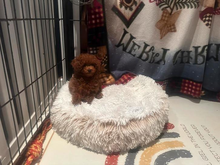 Asia, aziatisch toypoedel toy poedel. (Teefje), Dieren en Toebehoren, Honden | Chihuahua's en Gezelschapshonden, Teef, Poedel