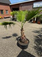 De tropische Mexicaanse waaierpalm Washingtonia robusta, Bloeit niet, 100 tot 250 cm, Palmboom, Ophalen