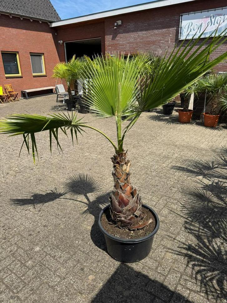 De tropische Mexicaanse waaierpalm Washingtonia robusta, Tuin en Terras, Planten | Bomen, Palmboom, 100 tot 250 cm, Volle zon