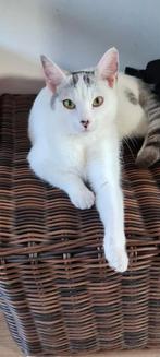 een witte katje van één jaar oud