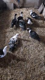 5 jonge muskuseenden (zwarte kopjes), Dieren en Toebehoren, Pluimvee, Meerdere dieren, Eend