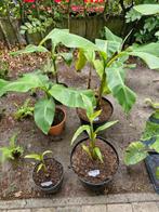 Diverse tropische planten, Ophalen, Zomer, Overige soorten