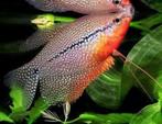 Mooie Gourami mix - Koidreams in Valburg, Dieren en Toebehoren, Vis, Zoetwatervis