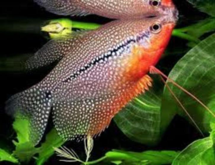 Mooie Gourami mix - Koidreams in Valburg, Dieren en Toebehoren, Vissen | Aquariumvissen, Zoetwatervis, Vis