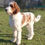 Doodle pups (Irish Doodles), Overige rassen, 8 tot 15 weken, Meerdere, Meerdere dieren