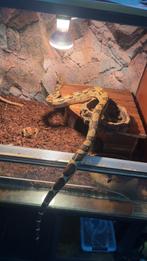 Boa constrictor, Dieren en Toebehoren, Reptielen en Amfibieën | Toebehoren, Ophalen of Verzenden, Zo goed als nieuw, Terrarium of Paludarium