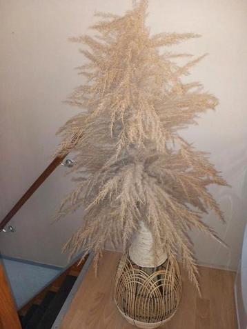 Volle pampaspluim incl rieten vaas beschikbaar voor biedingen