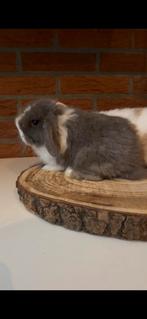 Minilop rammetje 8 weekjes oud, Dieren en Toebehoren, Konijnen, Mannelijk, Dwerg, Hangoor, 0 tot 2 jaar