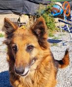 HzH-MIMI, klein herderdametje zoekt liefdevolle plek, 6 jaar of ouder, Particulier, Rabiës (hondsdolheid), Buitenland