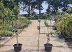 leiboom Appel en peer, Ophalen, Appelboom, Lente