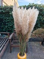 37 stuks pampasgras pluimen ter decoratie, Ophalen, Zo goed als nieuw