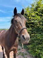 Te koop: Lieve, knuffelige 11-jarige ruin, Ruin, Recreatiepaard
