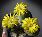 cactus - Lithops (levende steentjes), Huis en Inrichting, Ophalen of Verzenden, Cactus, Volle zon, Minder dan 100 cm
