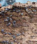 Cubaris sp amber firefly, Overige soorten