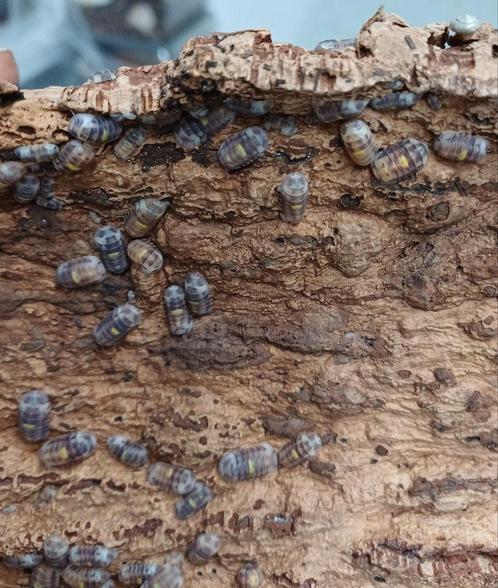 Cubaris sp amber firefly, Dieren en Toebehoren, Insecten en Spinnen, Overige soorten