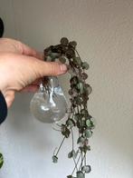 String of hearts Silver Glory, stek, Huis en Inrichting, Kamerplanten, Ophalen of Verzenden, Overige soorten, Minder dan 100 cm