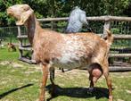 Nubische geit CL/CAE VRIJ onthoornd, Dieren en Toebehoren, Schapen, Geiten en Varkens, Vrouwelijk, Geit, 3 tot 5 jaar