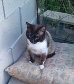 MJM Dogs Foundation: Sam, Dieren en Toebehoren, Kater, Kortharig, 3 tot 5 jaar