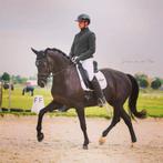 Zadelmak maken / Training ( Noord Brabant ), Diensten en Vakmensen, Dieren | Paarden | Verzorging, Oppas en Les