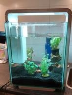 Aquarium inclusief vissen en accessoires, Dieren en Toebehoren, Ophalen of Verzenden, Gebruikt, Gevuld zoetwateraquarium