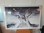 Aluart wildlife, Ophalen, Nieuw, Schilderij, Minder dan 50 cm