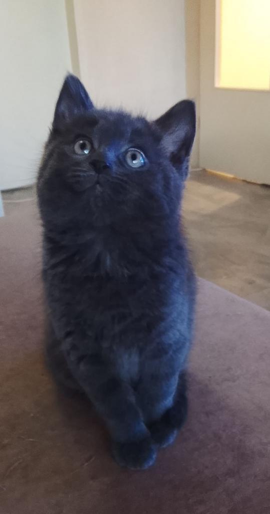 Prachitge kittens Ragdoll Blauwe Rus Brit, Dieren en Toebehoren, Katten en Kittens | Raskatten | Korthaar, Meerdere dieren, 0 tot 2 jaar