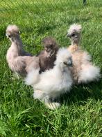 4 hennen Usa zijdehoen 🐥7wk geent 💯% hen garantie ✅, Dieren en Toebehoren, Pluimvee, Vrouwelijk, Kip