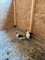 Te koop Afghaanse duiven, Dieren en Toebehoren, Vogels | Duiven, Meerdere dieren, Overige soorten