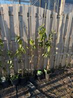 Wintergroene clematis overjarig  planten in knop 15,-, Tuin en Terras, Planten | Tuinplanten, Ophalen, Volle zon, Vaste plant