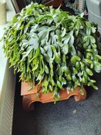 Lidcactus, Ophalen