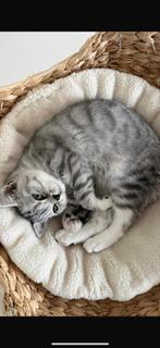 Te koop- britse korthaar, Dieren en Toebehoren, Katten en Kittens | Overige Katten, Poes