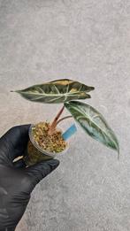 Alocasia Pink Dragon, Huis en Inrichting, Kamerplanten, Ophalen of Verzenden, Halfschaduw, Minder dan 100 cm