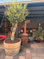 Prachtige mooie eikenhouten bloembakken gemaakt van wijnvate, Ophalen, Tuin, Rond, Zo goed als nieuw