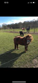 Plekje vrij voor een lief klein paardje of pony