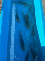 Koi karpers te koop