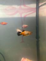 Te koop: kleine vissen, Dieren en Toebehoren, Vissen | Aquariumvissen, Vis, Zoetwatervis