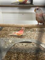 3 jonge ino bourke parkieten van 2025, Dieren en Toebehoren, Vogels | Parkieten en Papegaaien, Meerdere dieren, Parkiet, Geringd